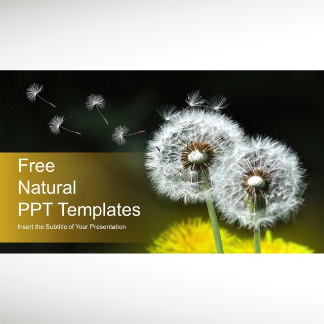 dandelion-seeds-blowing-powerpoint-templates-thumbnail